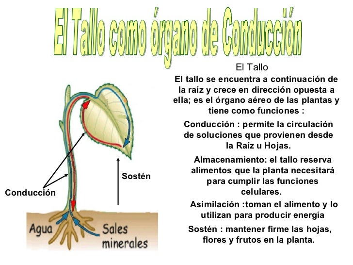 Nutri plantas