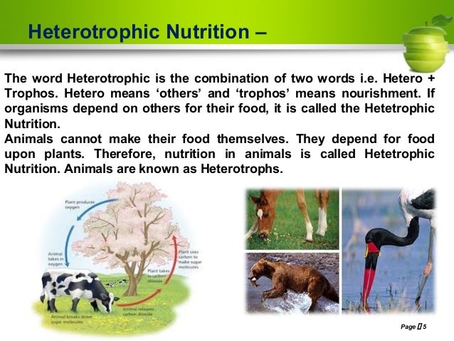 heterotrophic organisms