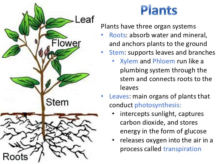 Objective Three The Interdependence of Organisms and the Environment…