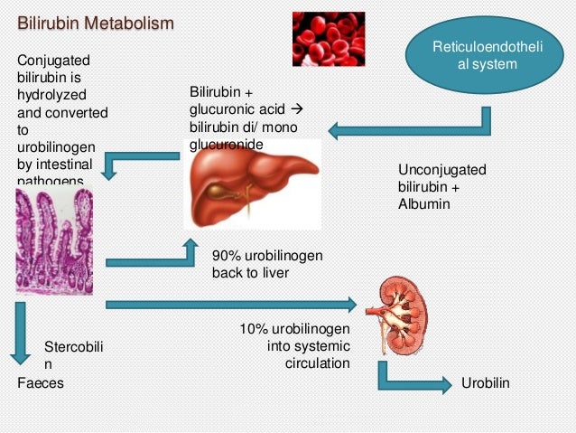 bilirubin levels in pathological jaundice bilirubin levels in pathological jaundice