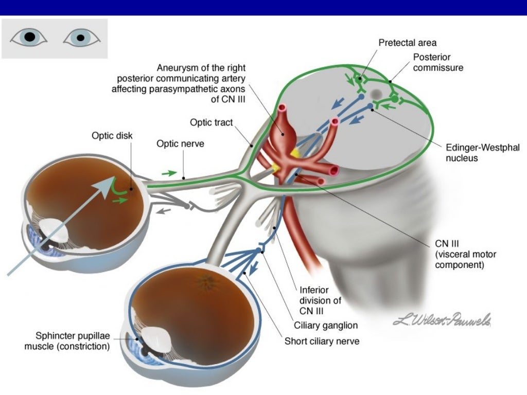 Oculomotor nerve
