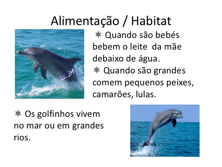 Resultado de imagem para golfinhos