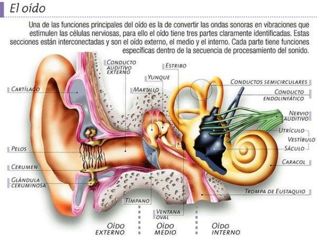 El peeling de la cabeza a la psoriasis