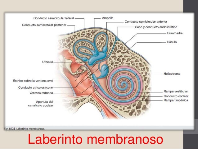 vestibulo membranoso oido interno vestibulo membranoso oido interno