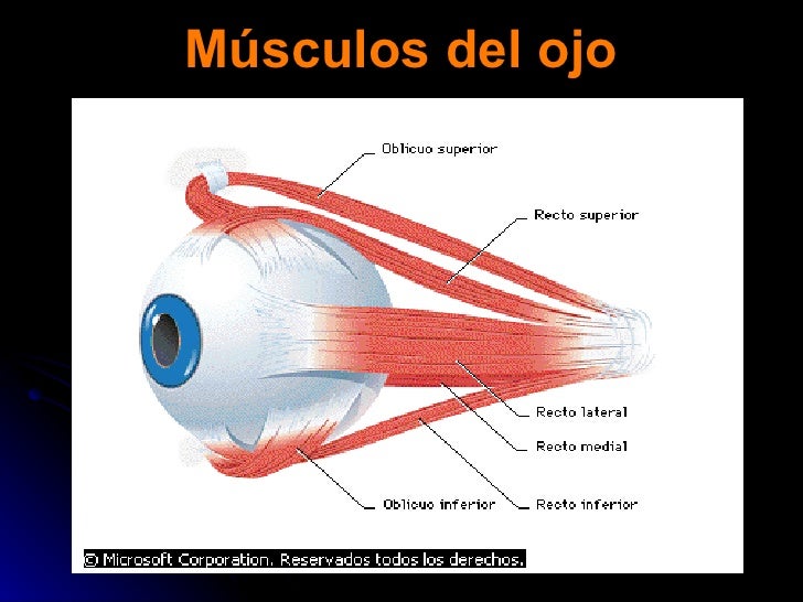 La cosmética la máscara de las semillas del lino para la persona