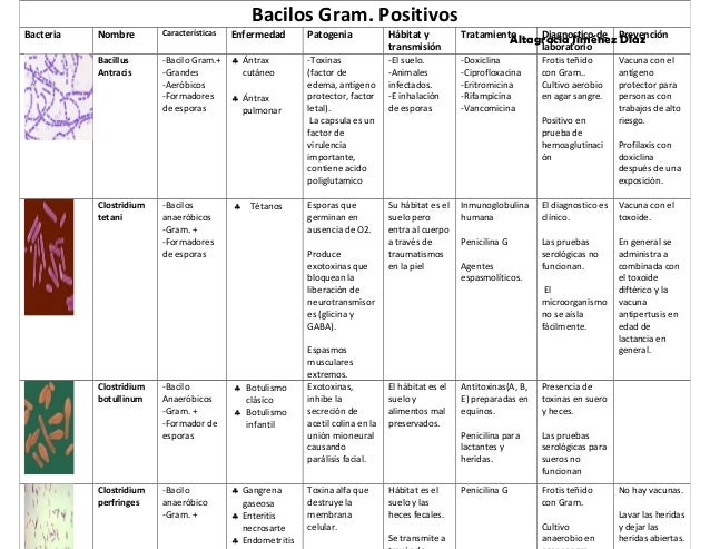 CARACTERISTICAS DE BACTERIAS GRAM caracteristicas de bacterias gram: