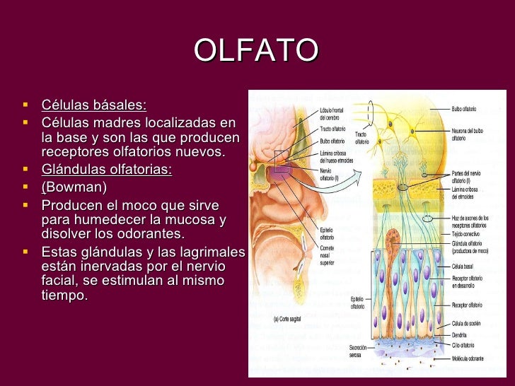 Olfato