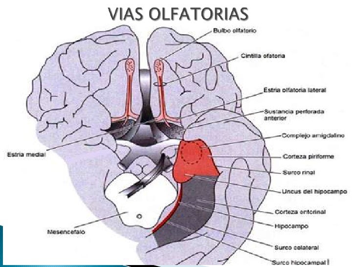 Olfato