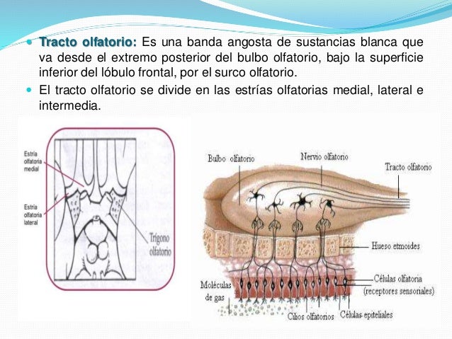 nasal spray to assist sinus contamination antibiotic for sinusitis penicillin allergic reaction