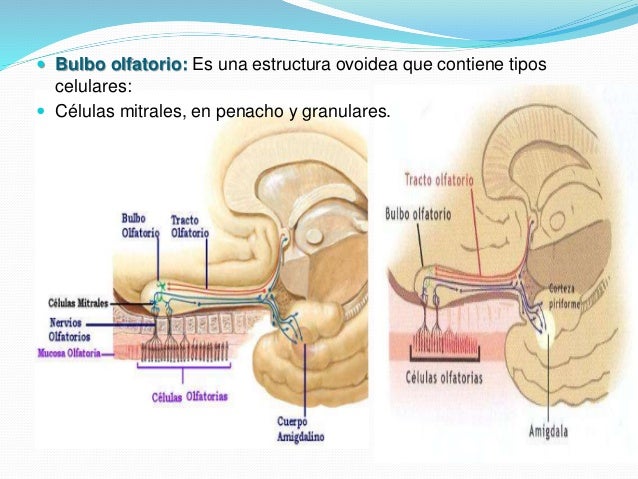sudafed help sinus infection sinus cyst fatigue