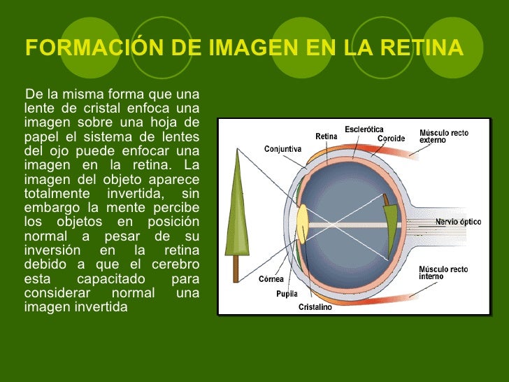 Optica De La Vision