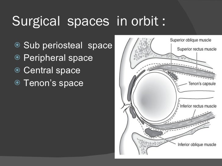 Orbit anatomy