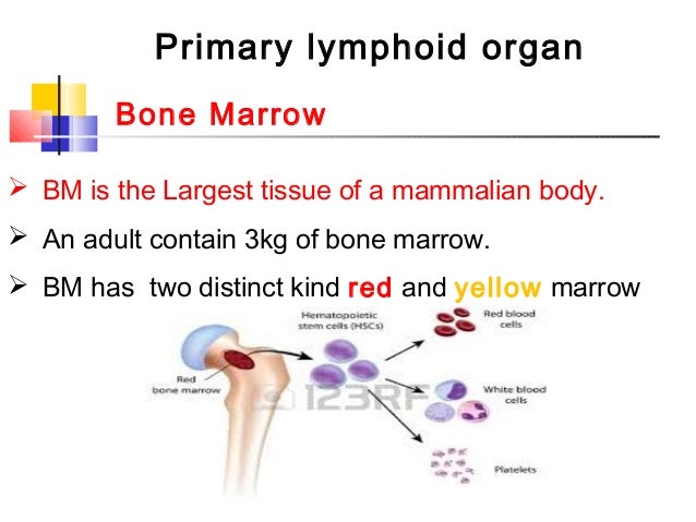 Anatomy and Physiology of Animals/The Gut and Digestion