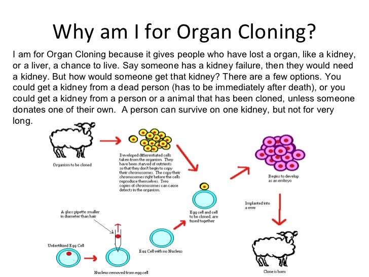 Organ cloning jarrett morley