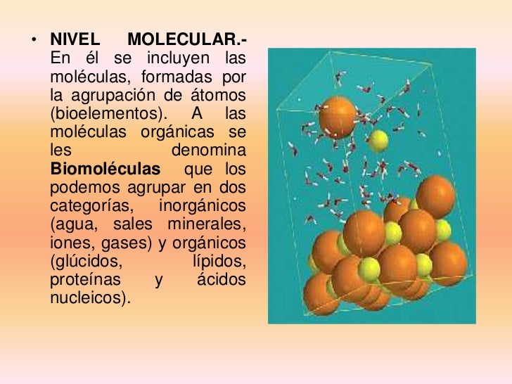 Organizacion de los seres vivos