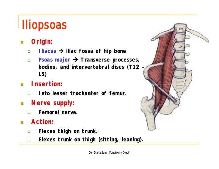 Psoas Major Origin And Insertion Google Search Anatomy Education Images