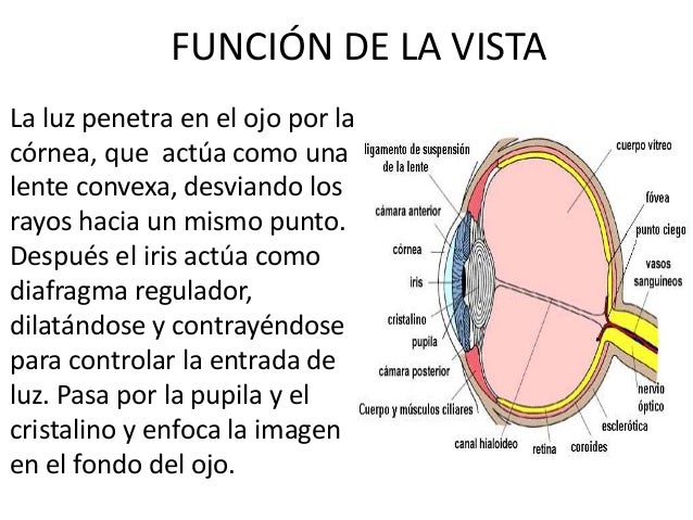 funcion de la vista parcial del encefalo y funcion de la vista parcial del encefalo y