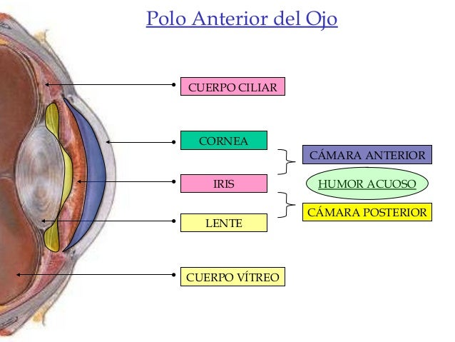 Organos De Los Sentidos Morfo Organos De Los Sentidos Morfo