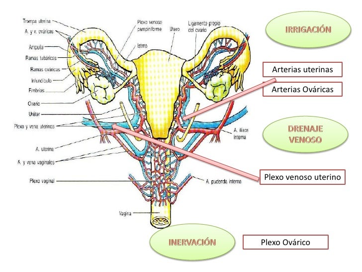 Organos pelvianos