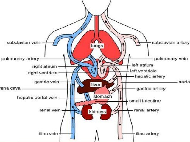 Organ systems in the Human Body