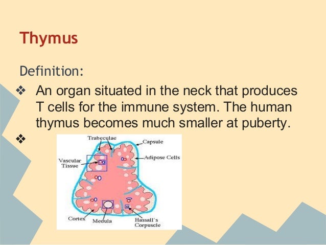 Organ systems in the Human Body
