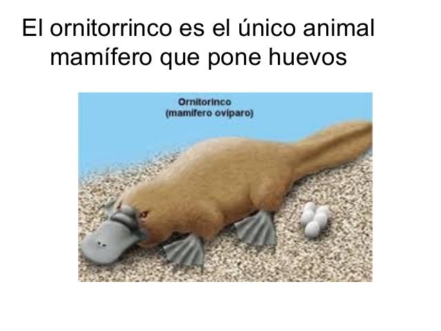 Cual Es El Unico Mamifero Que Pone Huevos