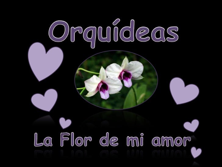 Imagenes De Orquideas Con Frases De Amor | orquideas la flor de mi amor Imagenes De Orquideas Con Frases De Amor | orquideas la flor de mi amor