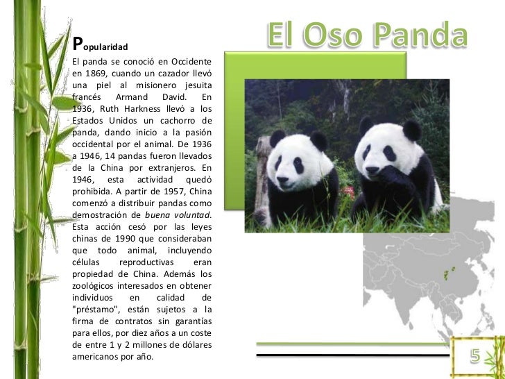 Oso panda