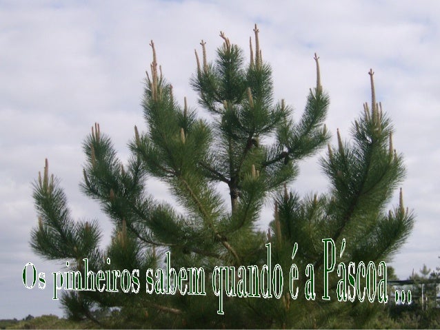 Os pinheiros
