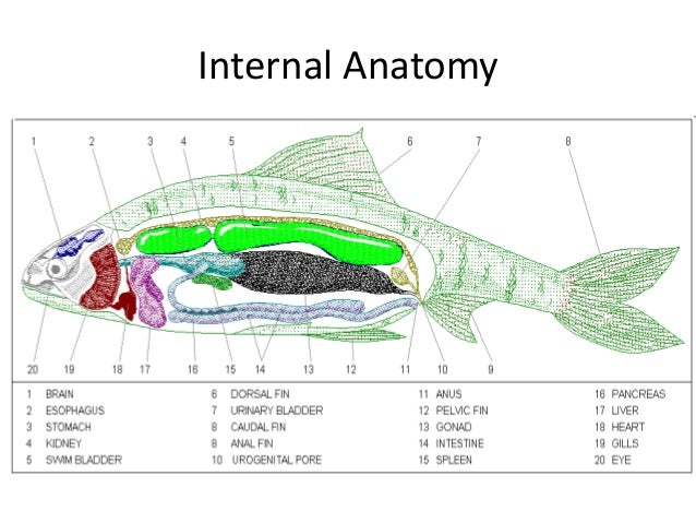 anatomy class online anatomy class online