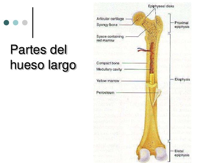 Osteologia 114-1