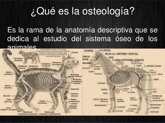 Osteologia medicina veterinaria.