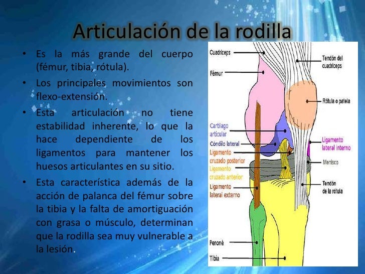 El desarrollo de la flexibilidad en el departamento de pecho