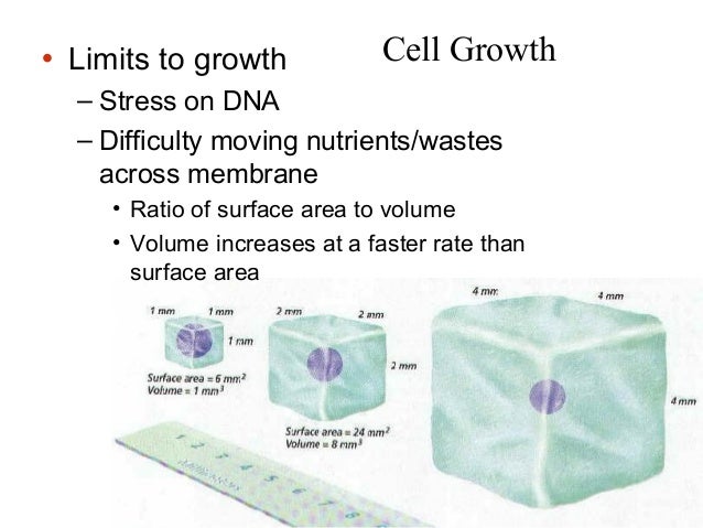 Biochemistry _ Cell Growth