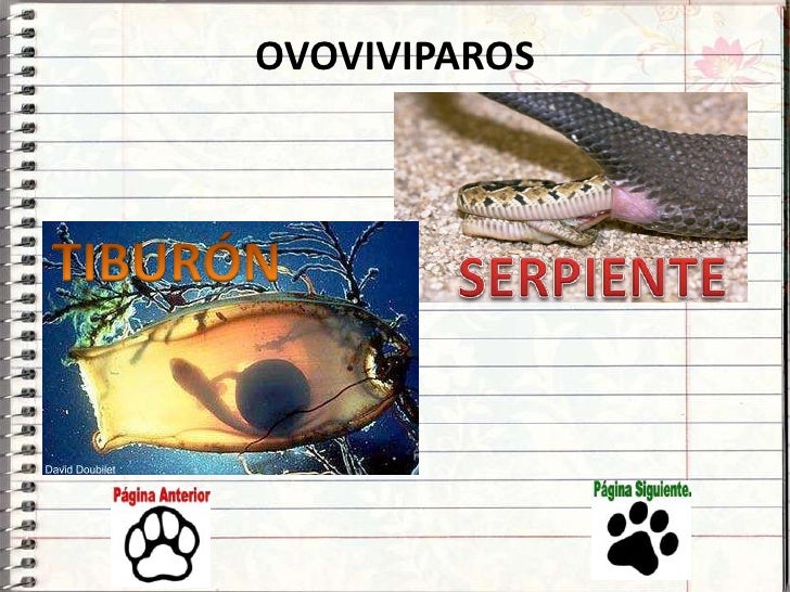 Vivíparos, Ovíparos y Ovovivíparos Vivíparos, Ovíparos y Ovovivíparos