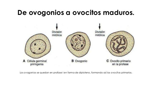 EMBRIOLOGIA GENERAL embriologia general: