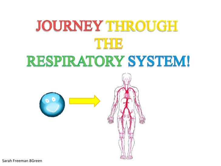 Oxygen through the Respiratory System