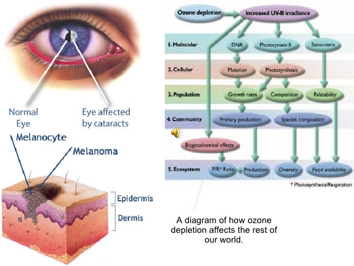 an introduction to the potential effects of a depleted ozone layer an introduction to the potential effects of a depleted ozone layer
