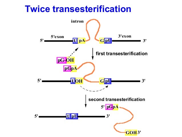 operator dna initiater operator dna initiater