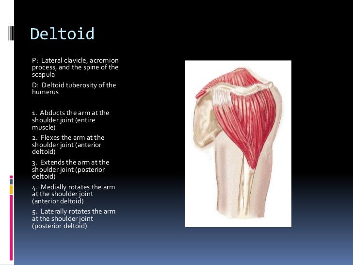 Palpation Review For Final Exam