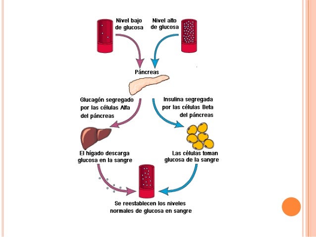 Pancreas e insulina Pancreas e insulina