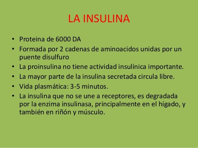 Pancreas endocrino Pancreas endocrino