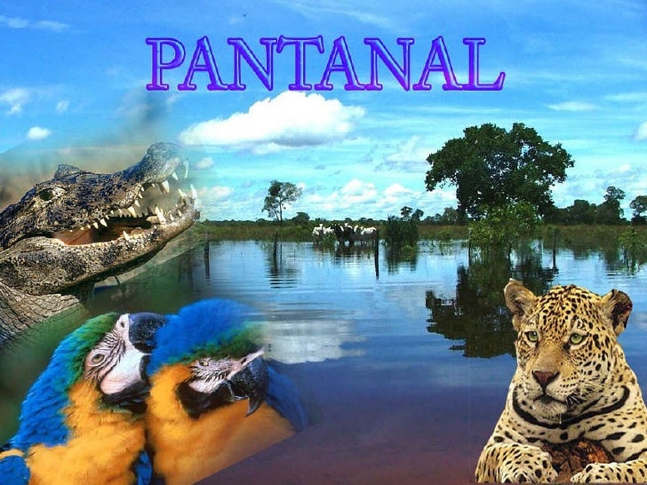 pantanal-1-728.jpg?cb=1263103035