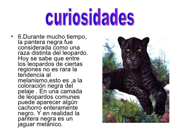 Donde Vive La Pantera Negra / ¿Cuáles son las principales