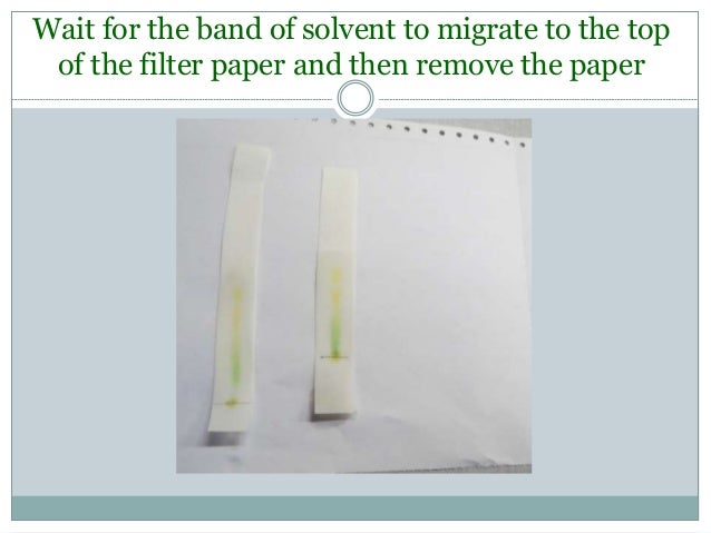 Separation and identification of plant pigments by paper chromatography