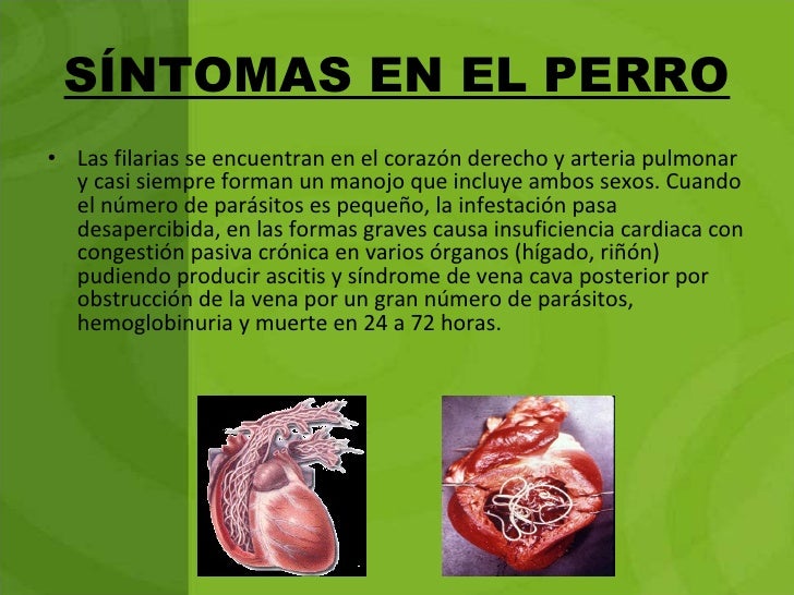 La deducción de los parásitos del organismo por medio del ajenjo