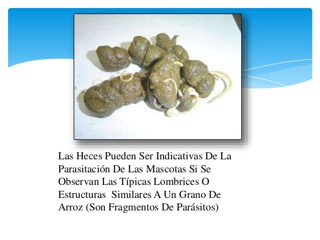 Tentorium los parásitos en el organismo de la persona