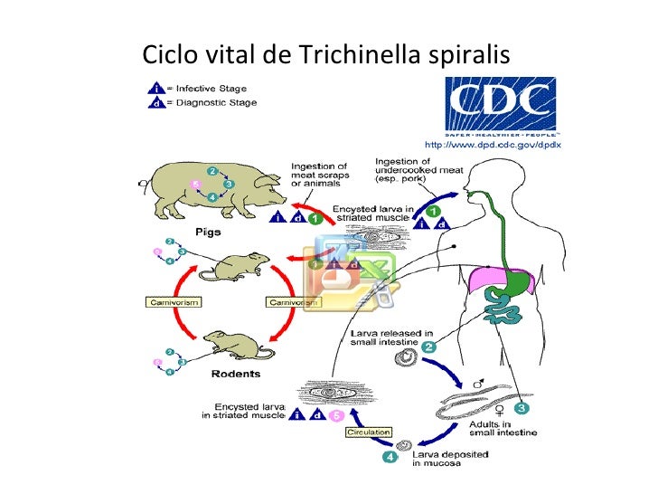 Parasitosis Intestinales