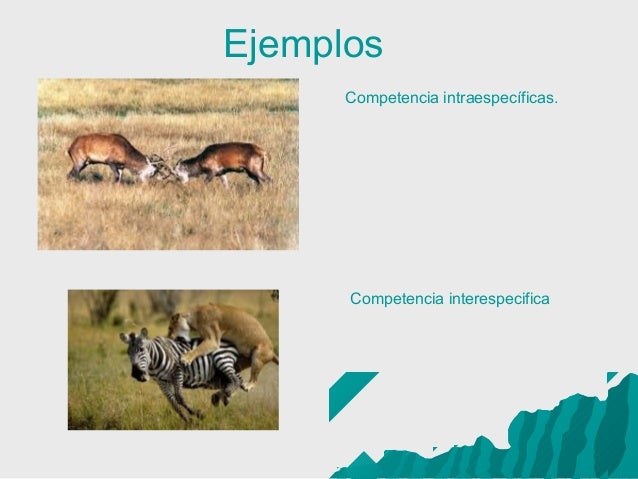 Distintos tipos de relaciones entre los individuos