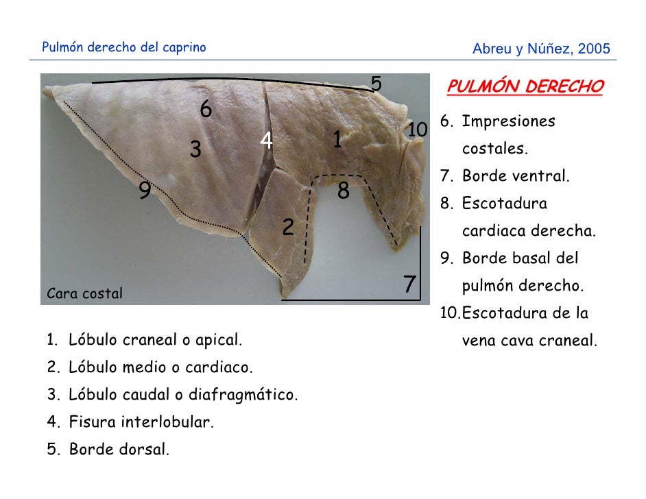 Pared y cavidad torácica del caprino